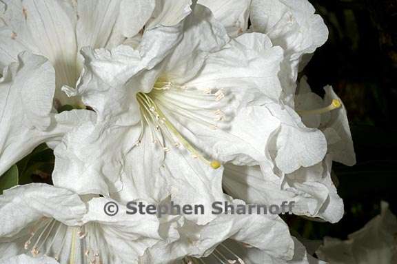 rhododendron decorum subsect fortunea 2 graphic